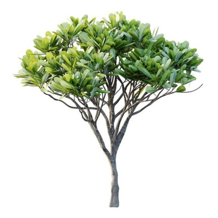 Kingdom Chapter 766 Release Date and When Is It Coming Out?