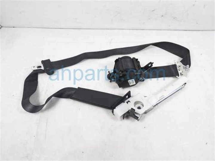 Video Of Bear With Tapeworm Hanging Out Goes Viral On Twitter And Reddit - SarkariResult