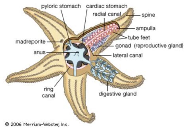 Characteristics of class asteroidea