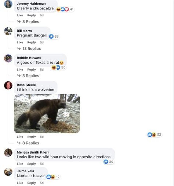 
“Cross between armadillo and a raccoon”: Texas Park mystery animal sparks lively debate on social media 