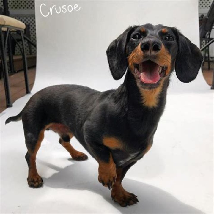 Crusoe The Celebrity Dachshund