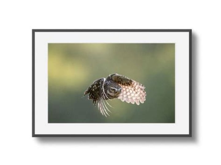 David Plummer (swimmer)