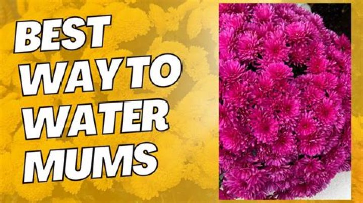 Do potted mums need a lot of water
