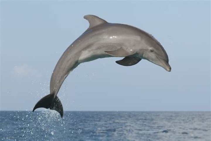 Dolphin
