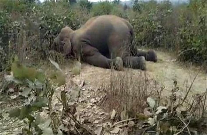 
Elephant dies due to electrocution in Assam 