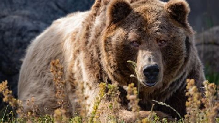 
Grizzly bear launches frightening attack on 2 Wyoming college wrestlers 