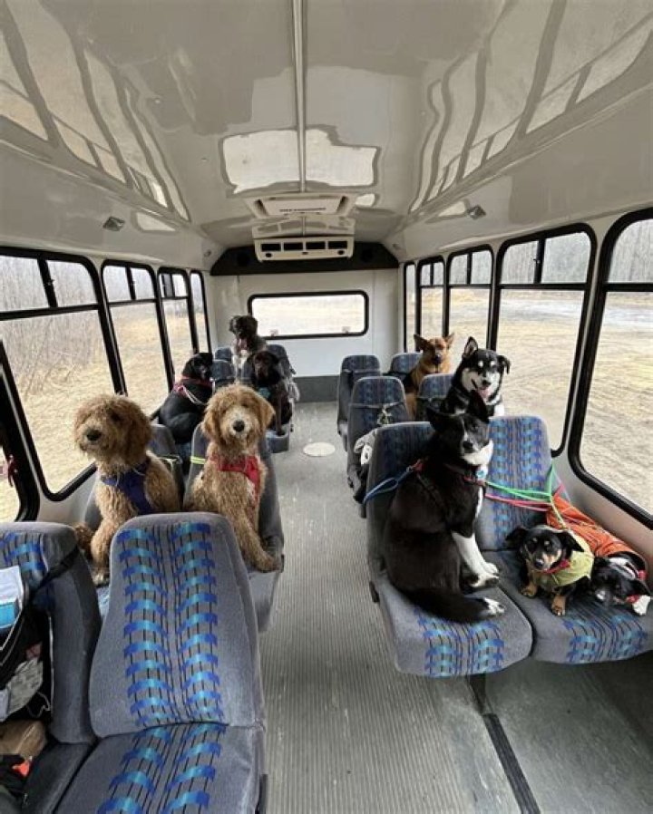 
“How do I become a dog school bus driver”: Mo Mountain Mutts win the internet with adorable TikTok videos 