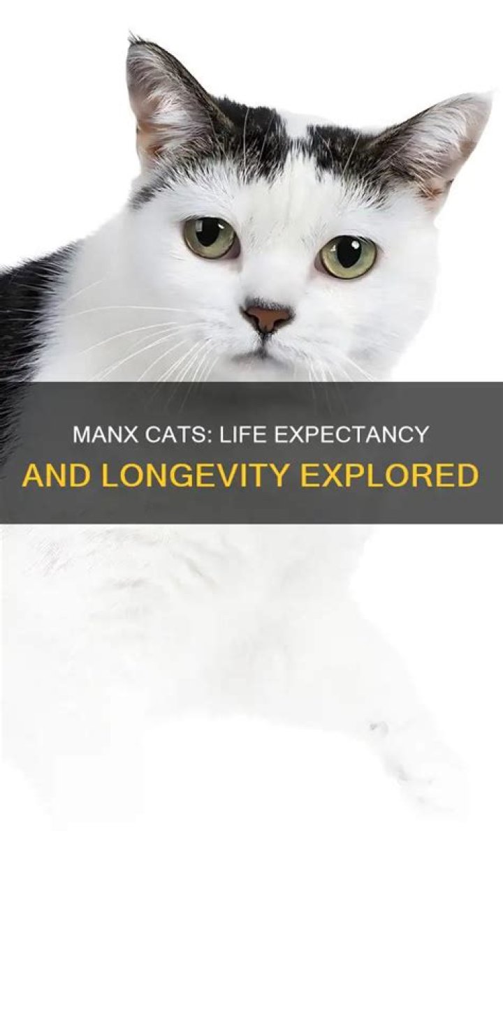 How long do manx cats live