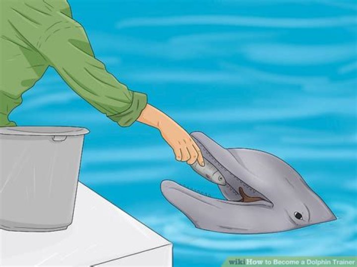 How to become a dolphin trainer