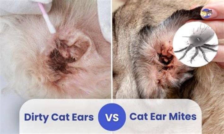 How to get rid of black stuff in cats ears