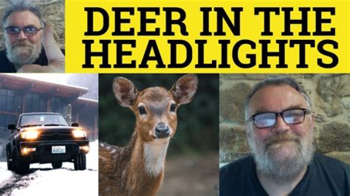 What is a deer in the headlights