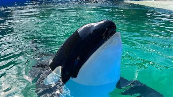 
Who was Lolita aka Toki? Miami Seaquarium killer whale dies after sudden illness 
