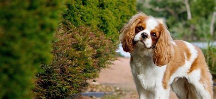 Why do king charles cavaliers bark so much